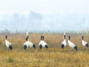 国家级湿地鸟类自然保护区