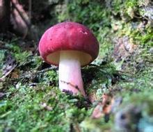 原生态红菇