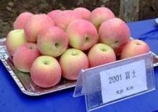 雍州苹果