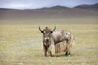 西藏高山牦牛